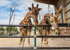 Rapperswil: Knie Kinderzoo Nachzug zu den vier Giraffenbabys (Bild: Jil Lohse)