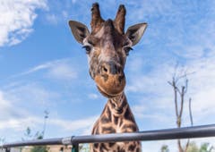 Rapperswil: Knie Kinderzoo Nachzug zu den vier Giraffenbabys (Bild: Jil Lohse)