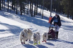 Schlittenhund-WM 2018 mit ca. 1500 Hunden. Im Bild: Hunde mit «Schuhen» in abgestimmten Farben. (Bild: Ruedy Schlumpf)