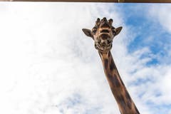 Bobo ist elf Jahre alt und seit März 2016 Teil der Herde in Knies Kinderzoo. (Bild: Jil Lohse)