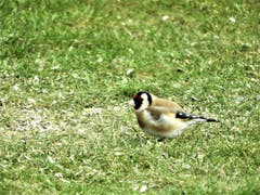 Was für eine schöne Überraschung, auch diesem Stieglitz (Altvogel) schmeckt die fettreiche Nahrung ! (Bild: Margrith Imhof-Röthlin)