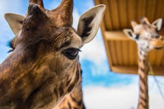 Rapperswil: Knie Kinderzoo Nachzug zu den vier Giraffenbabys (Bild: Jil Lohse)