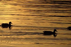 Enten im Abendlicht. Aufgenommen am Thunerseeufer. (Bild: Bruno Ringgenberg)