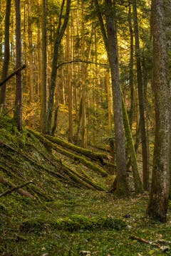 Ein unberührtes Stück Wald am Moosbach in Rehetobel. (Bild: Matthias Rozinek)