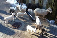 Vierlinge sind bei Schafen selten. Im Engelgraben, Werthenstein, gabs am 23.1. und 3.2. gleich zwei Mal Vierlinge. Was für ein Glück! Die sechs weissen und zwei schwarzen Lämmer sind wohlauf (Bild: Lina Schwegler, Engelgraben, Werthenstein)