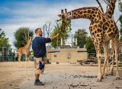 Rapperswil: Knie Kinderzoo Nachzug zu den vier Giraffenbabys (Bild: Jil Lohse)