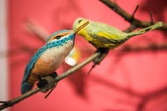 Vögel sind unter Sammlern von Weihnachtsschmuck begehrt. Manche sammeln nur Vögelchen. Dieser Eisvogel aus Watte ist ein besonders kostbares Stück. (Bild: Sabrina Stübi)