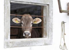 Trotz der Möglichkeit eines freien Auslaufs entschied sie sich, mein Fotografieren aus sicherer Entfernung mitzuverfolgen. (Bild: Bruno Schuler, Buochs)