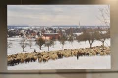 Dezember: Eugen Fahrni blickt vom Räuchlisberg hinab auf Amriswil. (Bild: manuel nagel)