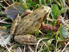Hier hüpft ein Frosch allein auf der Wiese dem Teich zu. (Bild: Josef Lustenberger)