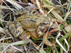 Alle wollen zum Teich, allein oder Huckepack. (Bild: Josef Lustenberger)