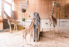 Rapperswil: Knie Kinderzoo Nachzug zu den vier Giraffenbabys (Bild: Jil Lohse)