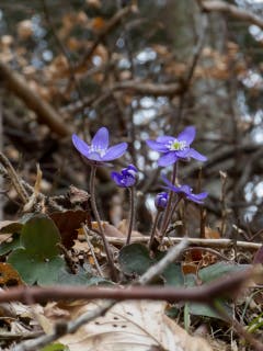 Und langsam kommt er doch, der Frühling, und zeigt seine Boten (Bild: Edgar Huber)