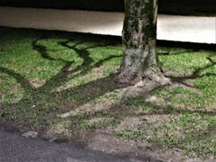 Wer kennt das nicht, wo viel Licht ist, gibt es auch Schatten ! (Bild: Margrith Imhof-Röthlin)