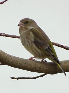 Der Grünfink oder Grünling hält auf dem Baum Ausschau nach Futter. (Bild: Franz Portmann)