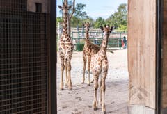 Rapperswil: Knie Kinderzoo Nachzug zu den vier Giraffenbabys (Bild: Jil Lohse)