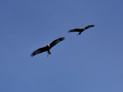 Falkenflug (Bild: Karl Odermatt)