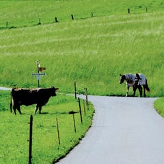 Interessante Begegnung am Ennerberg im nidwaldnischen Oberdorf. (Bild: Sepp Bernasconi)