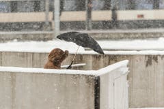 Wetterbilder, Schnee rund um den Hauptbahnhof St. Gallen. (Bild: Hanspeter Schiess)