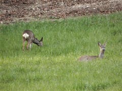 "Waidmannsheil, nein Waidmannsdank", dass ich so ein Glück hatte und diese zwei "Hübschen" im Gebiet Mülegg in Meggen vor die Linse bekam. (Bild: Margrith Imhof-Röthlin)