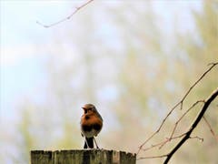 Hurra, der Frühling kommt ! Auf jeden Fall widmet mir dieses Rotkehlchen aus seinem kleinen Kehlchen ein wunderschönes Ständchen. Aufgenommen in Meggen. (Bild: Margrith Imhof-Röthlin)