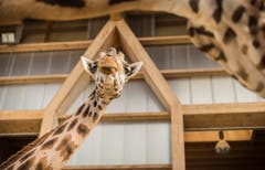 Rapperswil: Knie Kinderzoo Nachzug zu den vier Giraffenbabys (Bild: Jil Lohse)