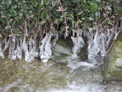 Wenn Efeu so weit nach unten wachsen, dann gibt es solche Eiszapfen in unseren Bach in Gossau. (Bild: Claudine Germann)