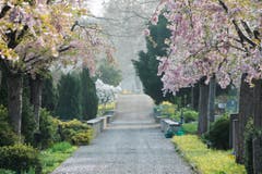 3. April: Frühling auf dem Friedhof Oberkirch in Frauenfeld. (Bild: Donato Caspari)