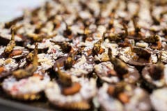 ...und Heuschrecken. Dieses Bild wurde an einem Insekten-Apéro für Parlamentarier im Bundeshaus aufgenommen. (Bild: Keystone)