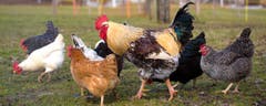 Ich wollt, ich wär ein Huhn. Ich hätt nicht viel zu tun .... (Bild: Priska Ziswiler)