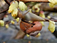 "Warum einfach wenn es kompliziert auch geht" ! Das wird wohl das Motto dieser kleinen, übermütigen Schnecke gewesen sein. (Bild: Margrith Imhof-Röthlin)