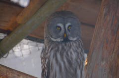 Auf dem Eulenpfad Wirzweli in Dallenwil. (Bild: Regula Aeppli)