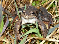 Das ist vielleicht ein "Raubfrosch"! (Bild: Josef Lustenberger)