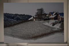 Februar: Dieter Sauers Bild zeigt den Rebberg der Egg. (Bild: manuel nagel)