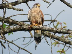 Ein Falke verspeist eine Blindschleiche zum Frühstück (Bild: Arnold Zanoni)