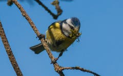 Blaumeise mit "Wohnungseinrichtung" im Biotop Espel (Bild: Hans-Jörg Stalder)