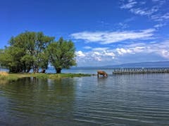 Zeit fürs erste Bad im Bodensee (Bild: Toni Sieber)