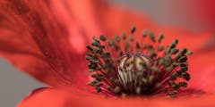 Das Innenleben einer Mohnblüte - ein Hingucker (Bild: Verena Schönenberger)