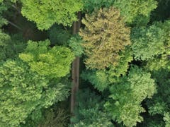 Der Weg durch den Wald bei Wäldi (Bild: Markus Spies)