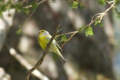 Zitronenzeisig auf der Schwägalp (Bild: Hans Aeschlimann)