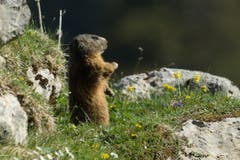 Der Winterschlaf ist beendet - Murmeltier auf der Schwägalp (Bild: Hans Aeschlimann)