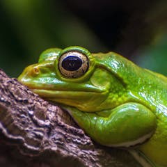 Frosch im Gossauer Walter Zoo (Bild: Wolfgang Reisser)