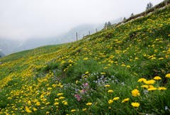 Frühling auf der Hüttenalp auf Höhe Seealpsee. (Bild: Franz Häusler)