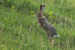 Feldhase im Sprung bei Trogen (Bild: Hans Aeschlimann)