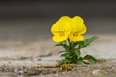Ein kleines Wunder der Natur (Bild: Franziska Hörler)
