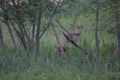 Wo sich Fuchs und Rehbock Gute Nacht sagen... (Bild: Edgar Huber)