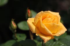 Wunderschöne Rosen in unserem Garten. Bild: Xaver Husmann
