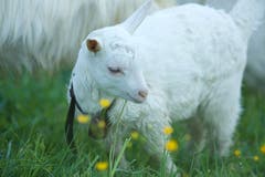 Zicklein auf einer Weide bei Trogen (Bild: Hans Aeschlimann)