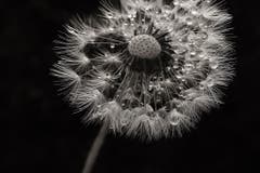 Pusteblume mit Wassertropfen (Bild: Laura Bley)