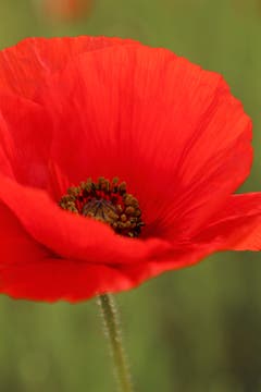 Gesicht einer Mohnblume, aufgenommen im Wauwiler Moos. Bild: Irene Wanner